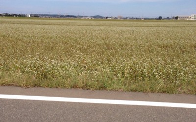 蕎麦の畑